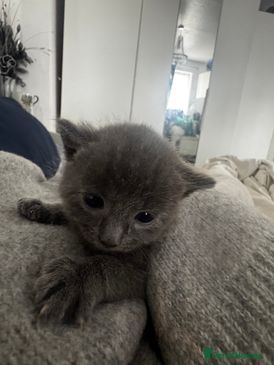 Russian Blue cats for sale: ✨RUSSIAN BLUE KITTEN FOR SALE  - Image 2