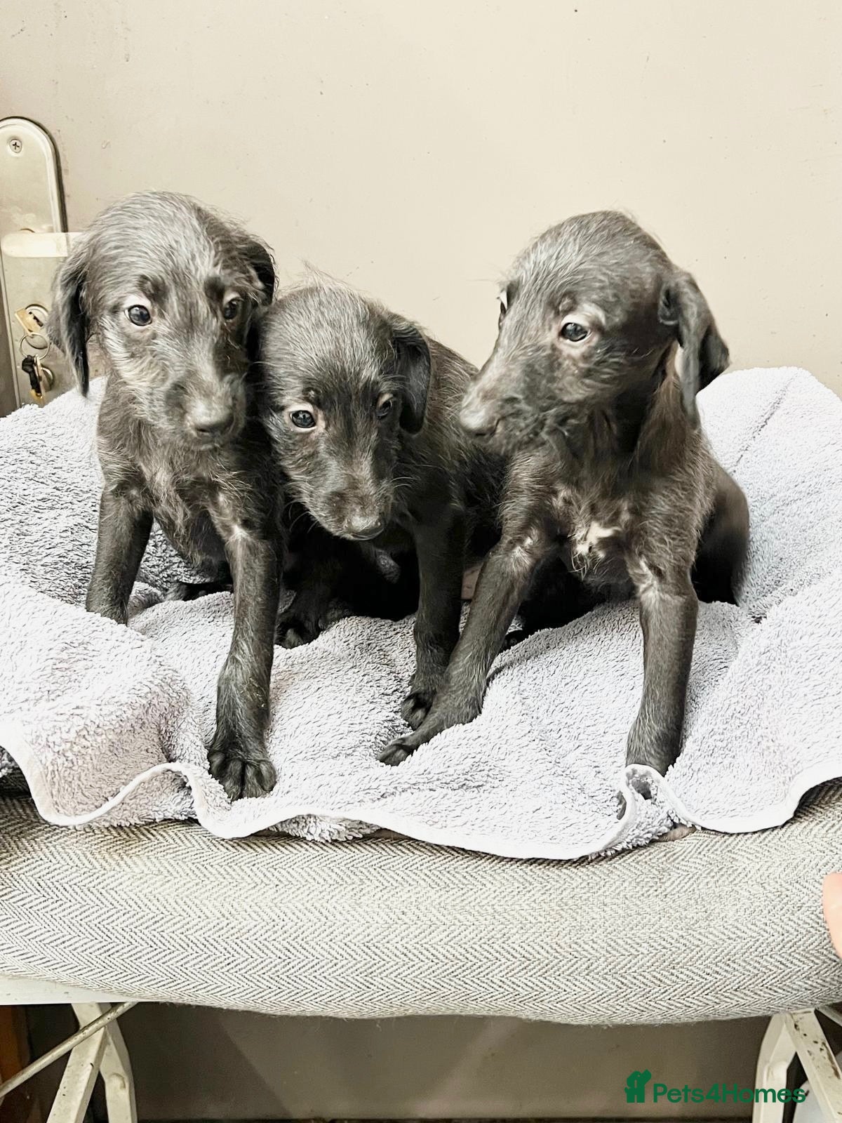 Bedlington Terrier dogs Top Quality F1 Bedlington x Whippet Puppies - Advert 21