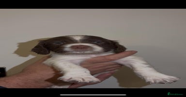 English Springer Spaniel dogs 🔥Seriously well bred springer spaniel pups - Advert 3
