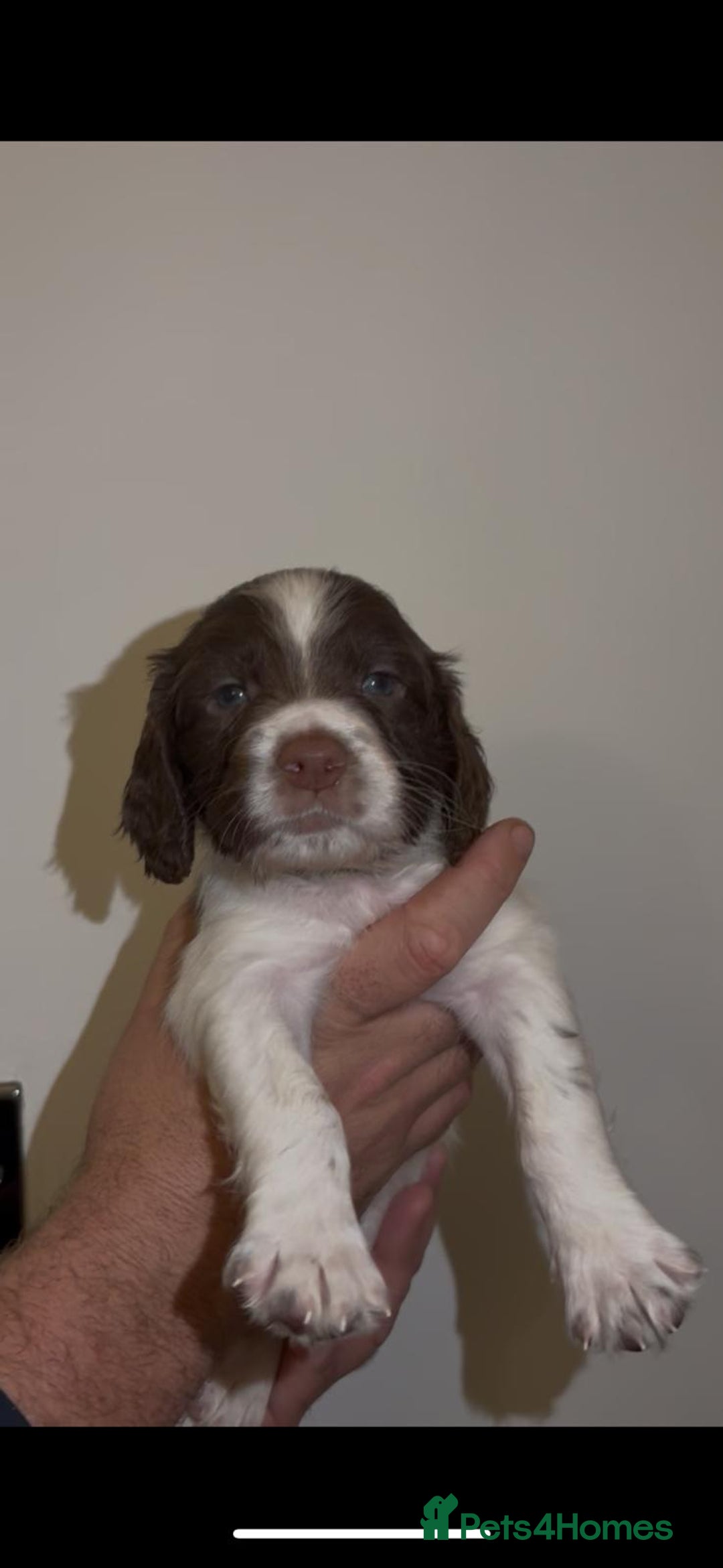 English Springer Spaniel dogs for sale: 🔥Seriously well bred springer spaniel pups - Advert 3