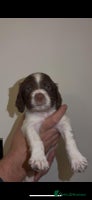 English Springer Spaniel dogs 🔥Seriously well bred springer spaniel pups - Advert 5