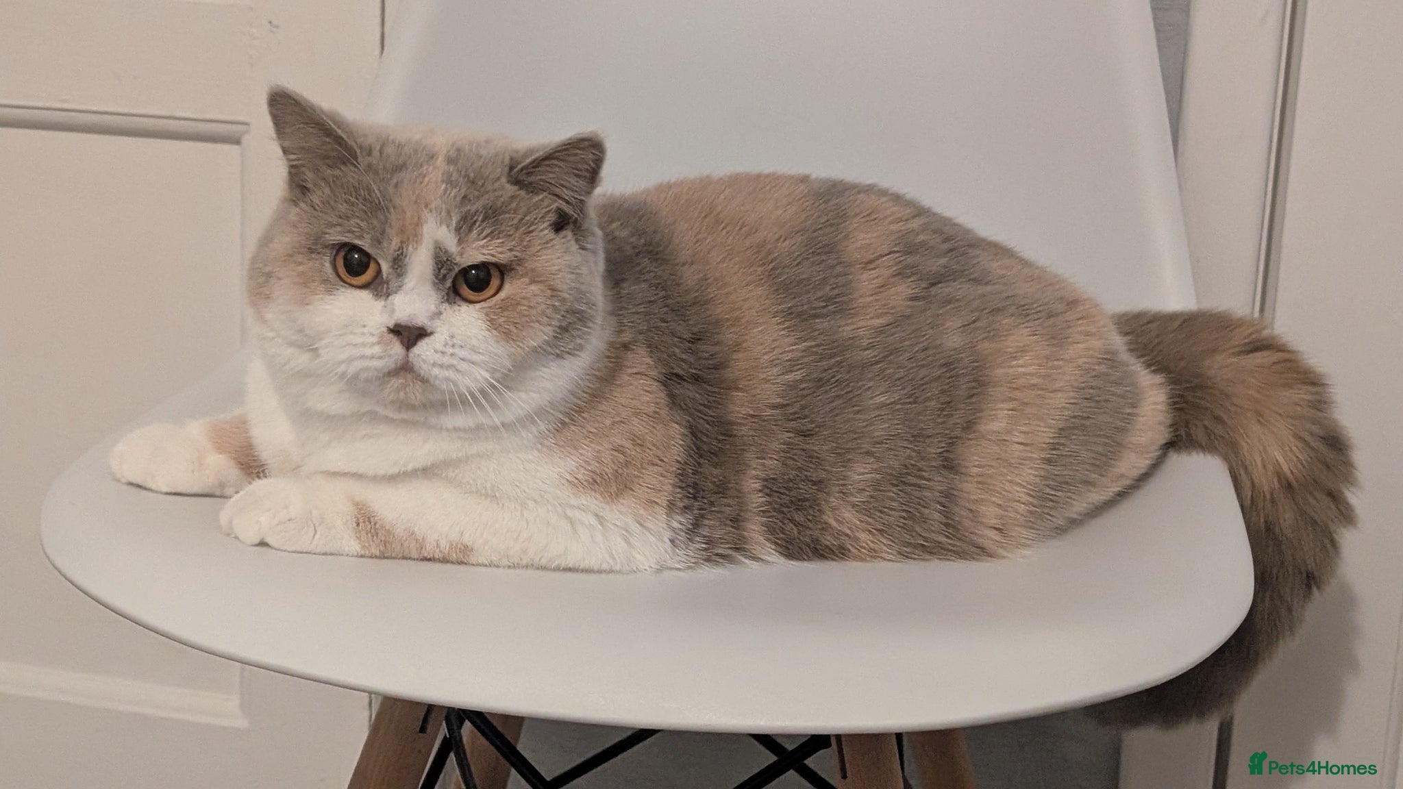 British Shorthair cats Active queens Gccf /Tica  - Advert 3