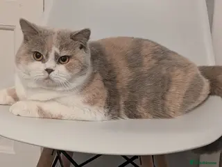 British Shorthair cats Active queens Gccf /Tica - Advert 3