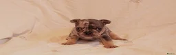 French Bulldog dogs for sale: Gorgeous French Bulldog puppies. in Filey - Advert 10