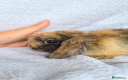 Mini Lop rabbits for sale: Mini lop bunny  - Image 3