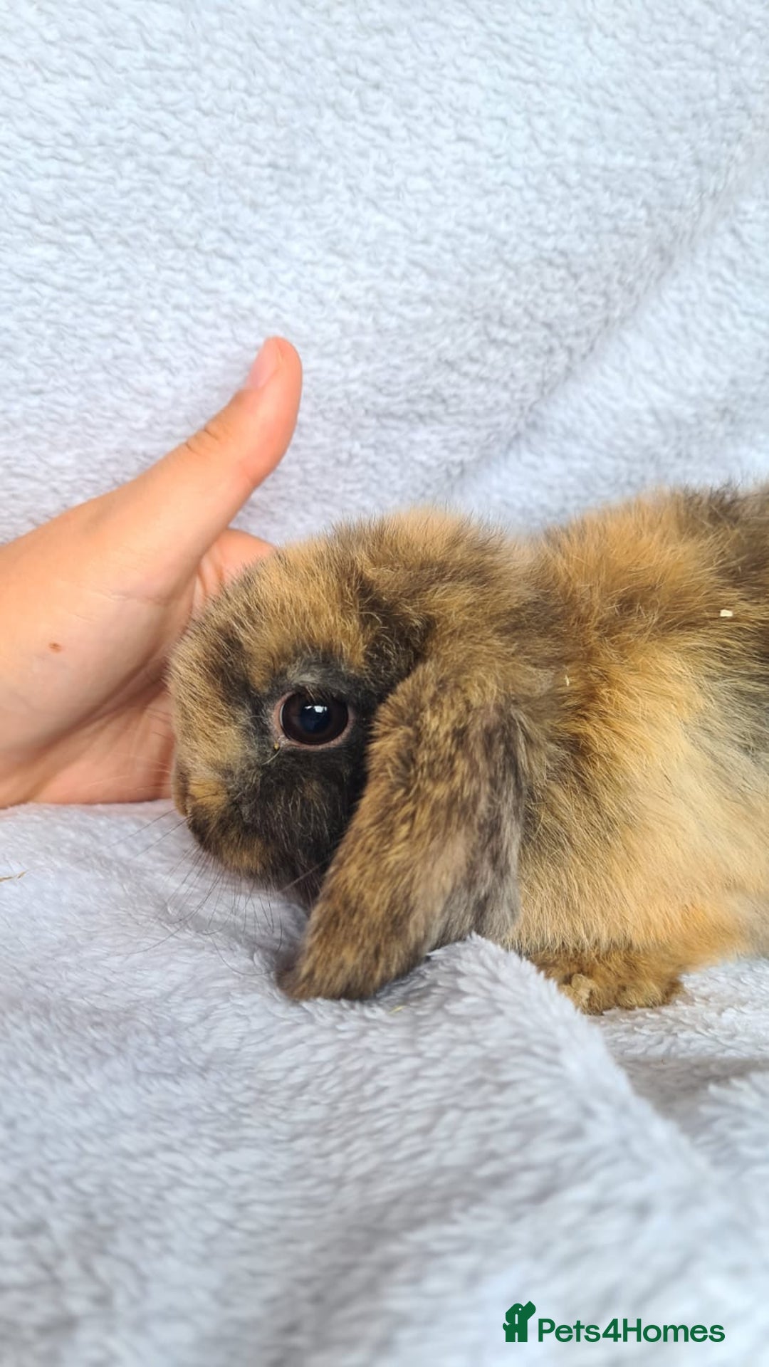 Mini Lop rabbits for sale: Mini lop bunny  - Image 3