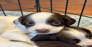 English Springer Spaniel dogs - Advert 13