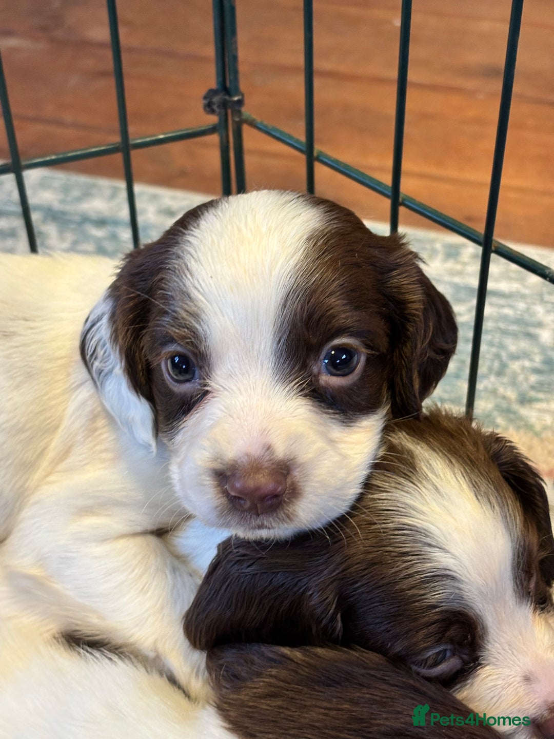 English Springer Spaniel dogs for sale: Beautiful Springer spaniel puppies  - Image 2
