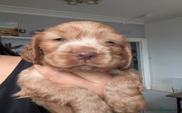 Cocker Spaniel dogs for sale: 🐾pedigree Show cocker spaniel🐾 - Image 1
