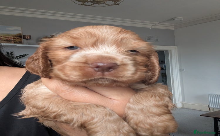 Cocker Spaniel dogs - Advert 7