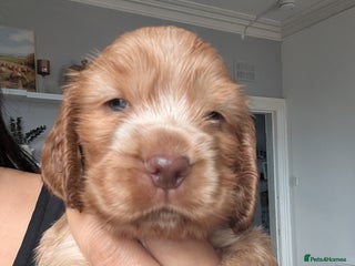 Cocker Spaniel dogs - Advert 5