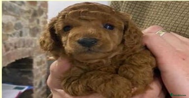 Toy Poodle dogs KC registered Toy Poodle Males 1 red 1 black  - Advert 2