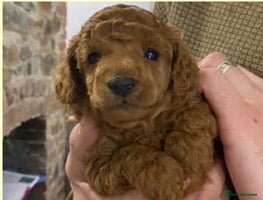 Toy Poodle dogs KC registered Toy Poodle Males 1 red 1 black - Advert 2