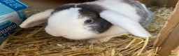 Mini Lop rabbits for sale: Rabbit pair  in Atherstone - Advert 4