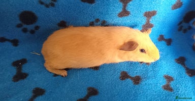 Guinea Pig rodents - Advert 15