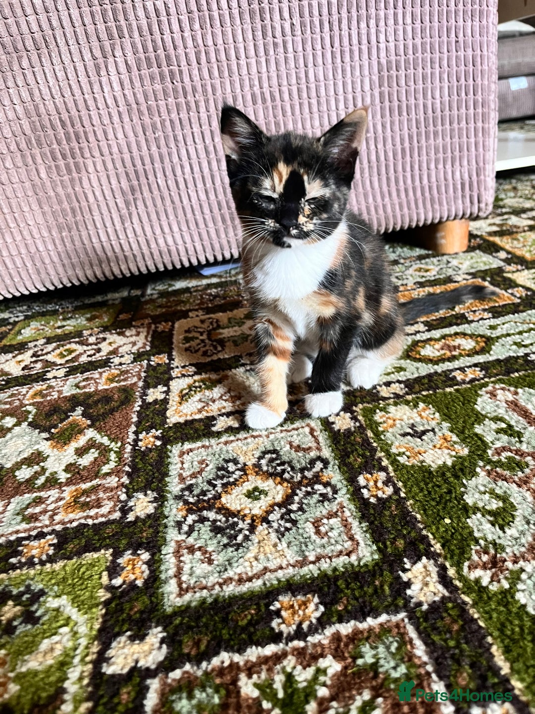 Mixed Breed cats for sale: Beautiful Tortoise ginger female kitten  - Image 3