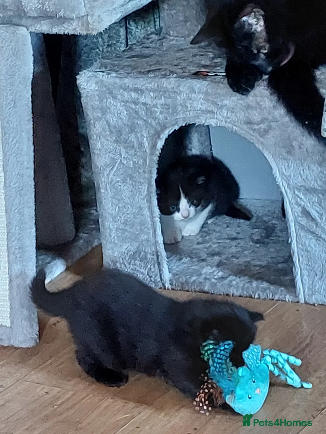 Mixed Breed cats for sale: 2 beautiful boys - Advert 5