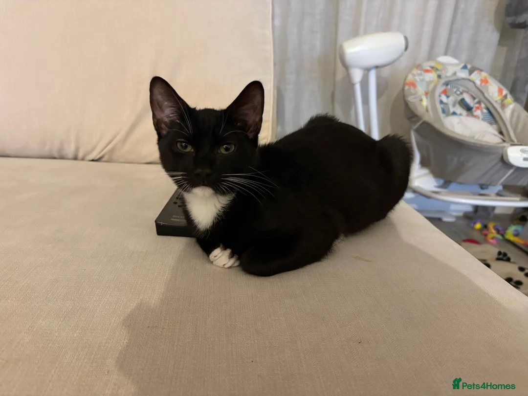 British Shorthair cats for sale: tom and jerry in Newbury - Advert 2