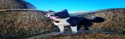 Border Collie dogs for sale: Long haired border collie puppies  - Advert 2