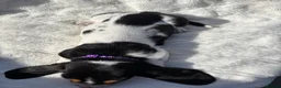 Basset Hound dogs for sale: KC bassets now ready to leave  - Advert 9