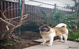 Akita dogs for sale: Beautiful KC registered Akitas  - Image 21