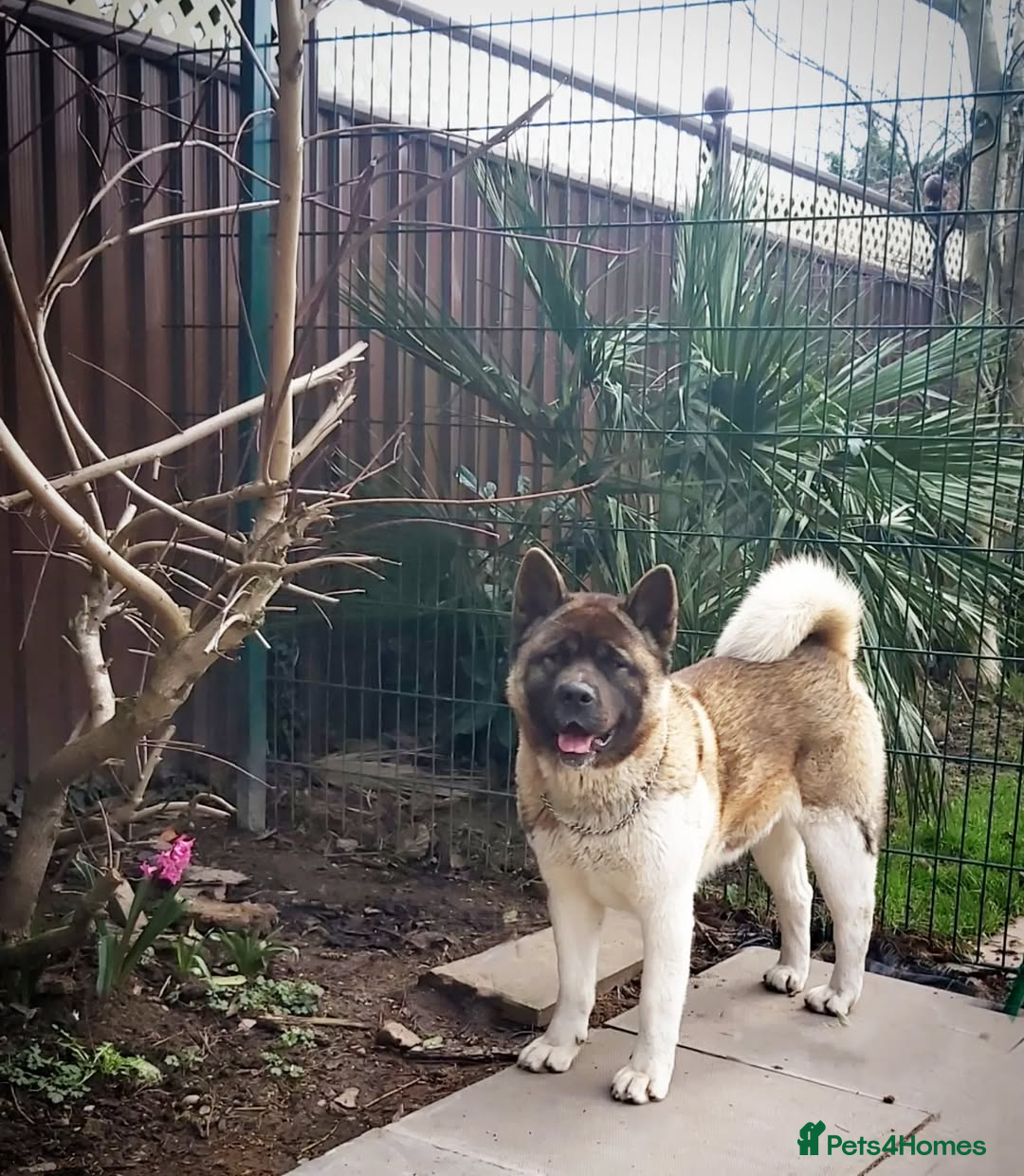 Akita dogs for sale: Beautiful KC registered Akitas  - Image 21