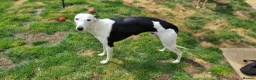 Whippet dogs for sale: Whippet x Greyhound in Atherstone - Advert 7