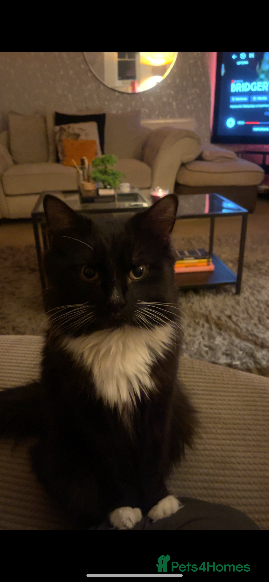 Mixed Breed cats for sale: 2 rescue cats - need a loving home  - Image 3