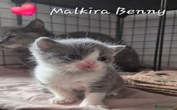 British Shorthair cats for sale: Stunning Champion Bloodline TICA reg kittens - Image 8