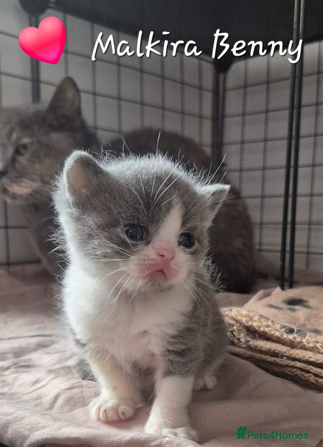British Shorthair cats for sale: Stunning Champion Bloodline TICA reg kittens - Image 8