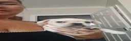 French Bulldog dogs for sale: French bulldogs  - Advert 5