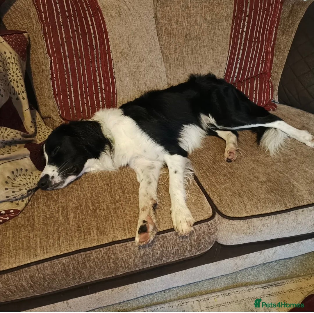 Mixed Breed dogs for sale: Border collie cross 2 years  - Advert 3