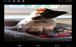 Lurcher dogs for sale: Bueno  - Image 3