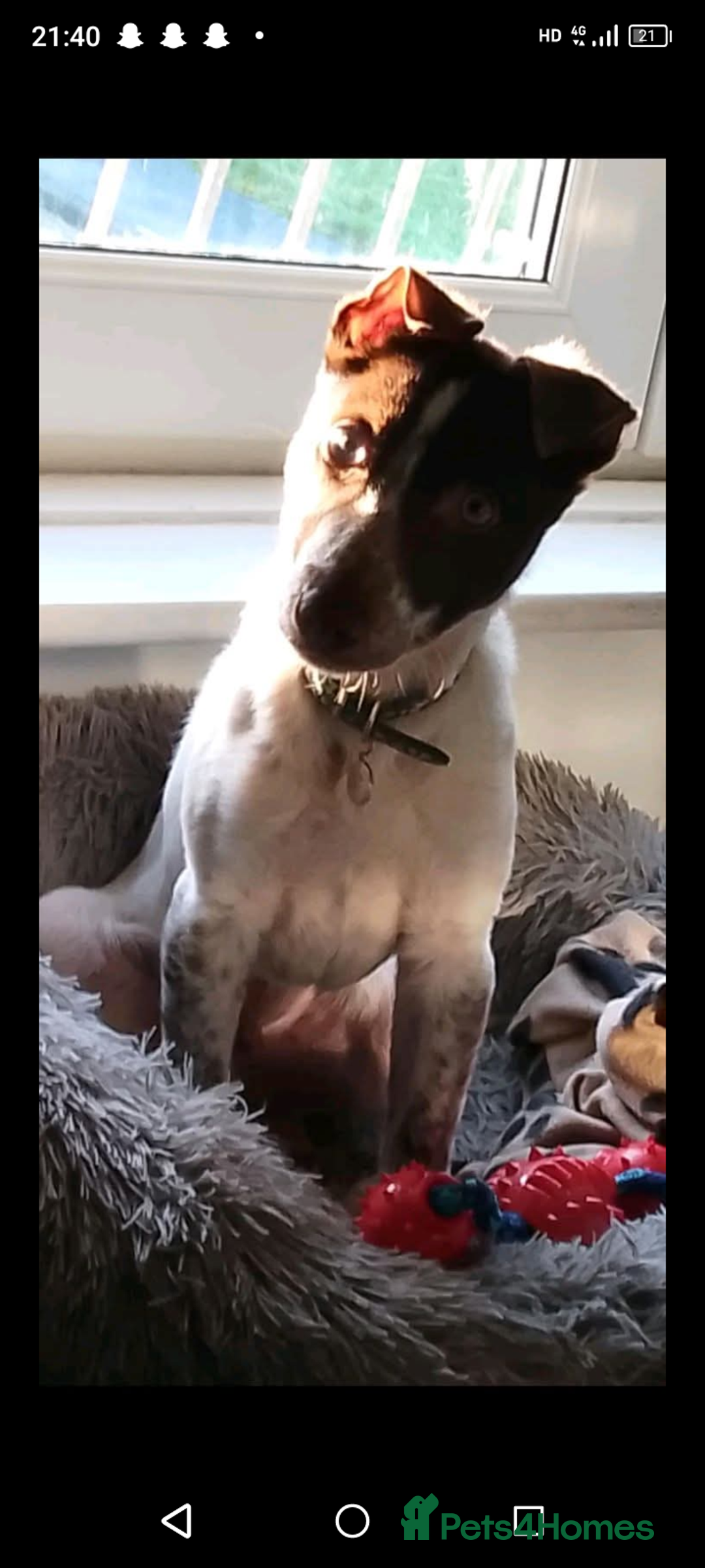 Lurcher dogs for sale: Bueno  - Image 3