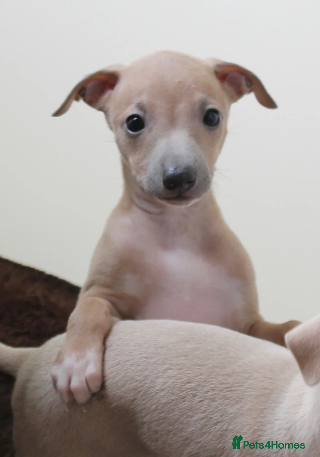 Italian Greyhound dogs for sale: One Fawn male Italian Greyhound - Advert 9