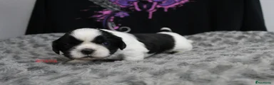OCTAVIA