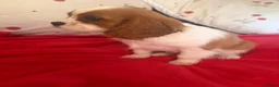 Cavalier King Charles Spaniel dogs for sale: Cavalier King Charles  - Advert 5