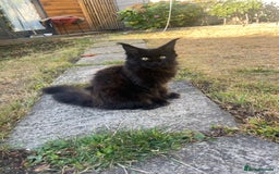 Maine Coon cats for sale: Beautiful Pure Breed Female Maine Coon Kitten - Image 4