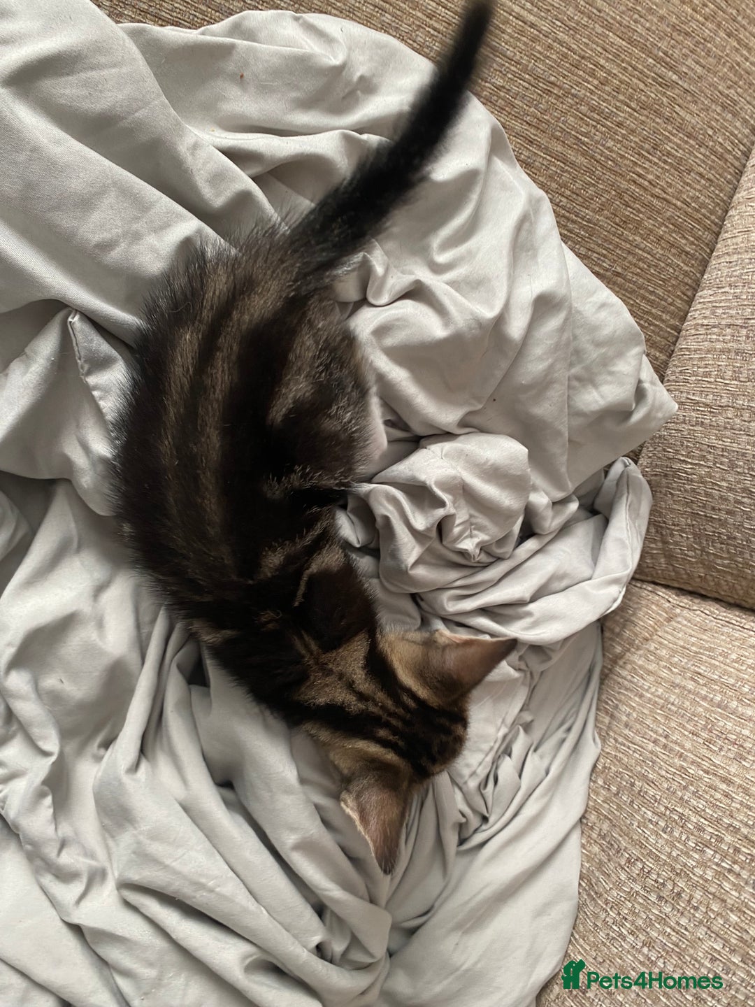 Mixed Breed cats for sale: 7 beautiful kittens - Image 20