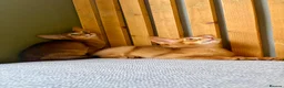 Abyssinian cats for sale: Stunning GCCF Abyssinian kittens - Advert 6