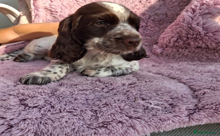 Cocker Spaniel dogs in Wellingborough - Advert 2