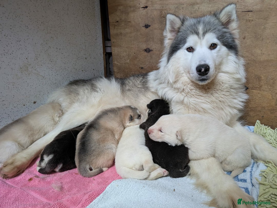 Siberian Husky dogs for sale: 6 beautiful Siberian Huskies - Advert 1