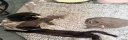 American Shorthair cats for sale: Cute black and grey kittens  in Northampton - Advert 4