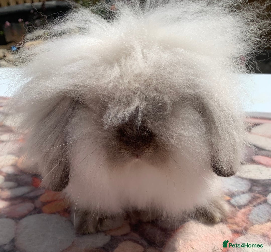 Mini Lion Lop rabbits for sale: Double mane lionlops ready now - Image 12