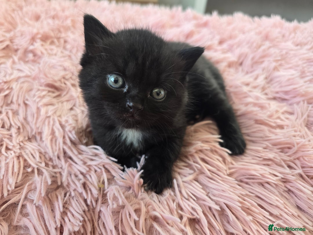 Mixed Breed cats for sale: Cross british short hair kittens in Rainham - Image 12