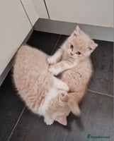 British Shorthair cats - Advert 8