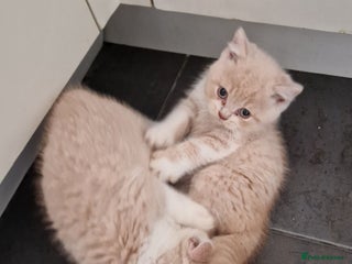 British Shorthair cats - Advert 2