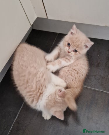 British Shorthair cats - Advert 2