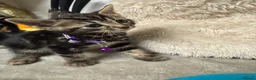 Bengal cats for sale: One Marble Bengal Female Remaining - Advert 8