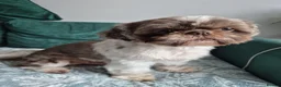 Shih Tzu dogs for stud: Choco for stud - Advert 2